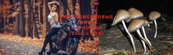 ГАЛЛЮЦИНОГЕННЫЕ ГРИБЫ Михайлов